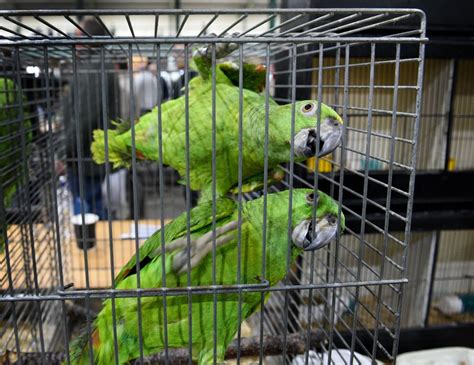 Breeders Spread Their Wings At Popular Annual Bird Show In Pictures