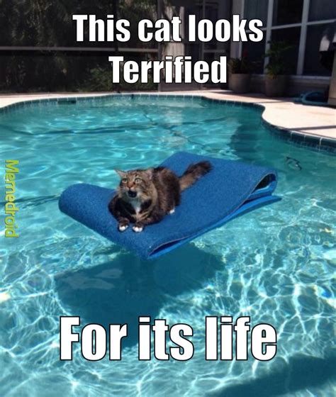 Dank Cat Meme By Initaiatedicecube Memedroid