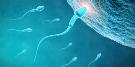 Fakta Menarik Tentang Sperma Yang Jarang Diketahui Merdeka Com