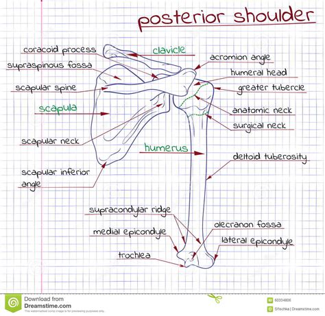 Editor · aug 6, 2017 ·. Illustration Of The Structure Of The Human Shoulder Posterior Stock Vector - Illustration of ...