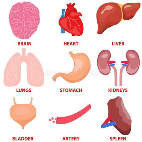 Órganos Humanos Un Sistema De órganos Internos Del Hombre Stock De