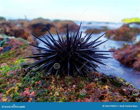 Sea Urchins On A Coral Reef Stock Image Image Of Seaurcchin Spines