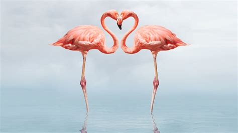 free-download-flamingo-full-hd-wallpapers-1080p-wallpapers13com