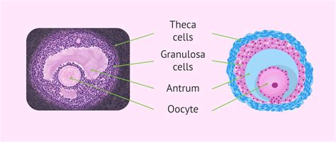 What Is An Ovarian Follicle