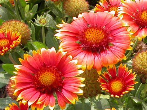 If you are located in an area with frequent droughts, or just have a few areas on your property that are difficult to water, this list will help you choose plants that are just. Total Landscape Concepts, Inc: Xeriscape plants of South ...