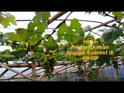 Anggur Everest Hsp Update Hasil Pemangkasan Youtube