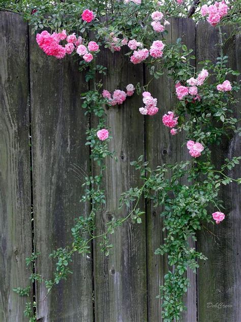 Rose Photograph Rose Fence By Deborah Crew Johnson Rose Fence