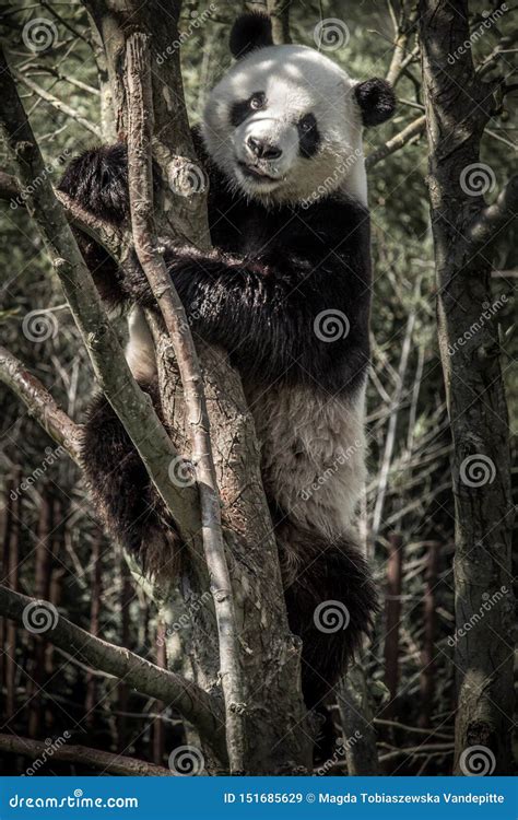 Panda On A Tree Stock Image Image Of Bamboo Species 151685629