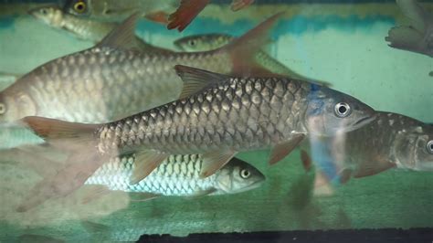 Ikan kelah merah harga, ikan kelah merah bara, ikan kelah merah in english, ikan kelah merah untuk dijual, ikan kelah merah. Ikan kelah merah sungai terenggan 10inci - YouTube