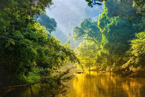 Amazon Rainforest And River Тропические леса