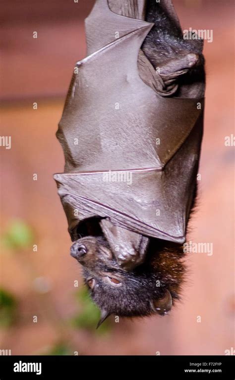 A Large Flying Fox Bat A Species Of Bat Also Known As Pteropus