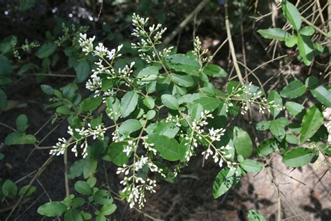 Privet Small Leaf Sydney Weeds Network