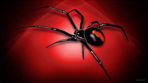 Black Widow Spider Wallpapers Top Free Black Widow Spider Backgrounds