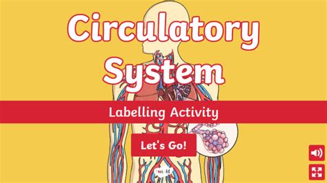 KS2 Circulatory System Interactive Labelling Activity