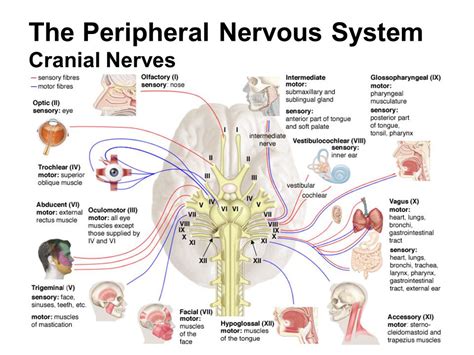 Peripheral Nervous System Pns Earths Lab