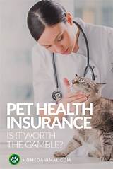 Find Cheapest Pet Insurance Pictures