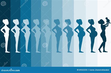 Changes In A Womans Body In Pregnancysilhouette Pregnancy Stages