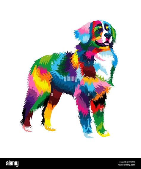 Abstract Bernese Mountain Dog From Multicolored Paints Colored Drawing