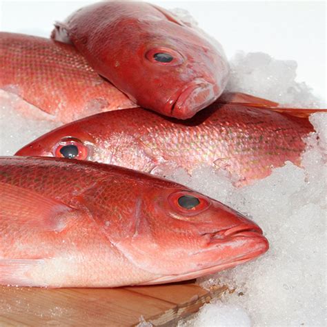 Red snapper are the opposite. Queensland Fresh Red Snapper - Capalaba Aussie Seafood House