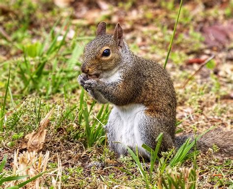 Squirrel Eating An Acorn Photograph By David Byron Keener