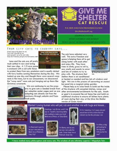 Newsletter For Give Me Shelter Cat Rescue Cat Rescue Cat Shelter