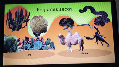 top 179 flora y fauna de las regiones secas anmb mx
