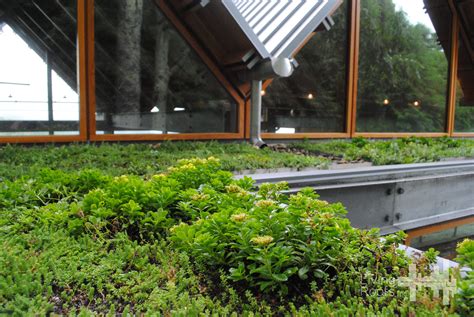 Nc Residential Green Roof Green Roof Residential Living Roofs Green