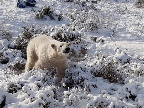 Uks Only Polar Bear Cub Spotted Playing In The Snow Guernsey Press