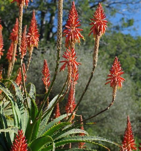 Plant size guide not sure what size to get? Aloe arborescens (Aloe arborescens) Quart-size plant ...