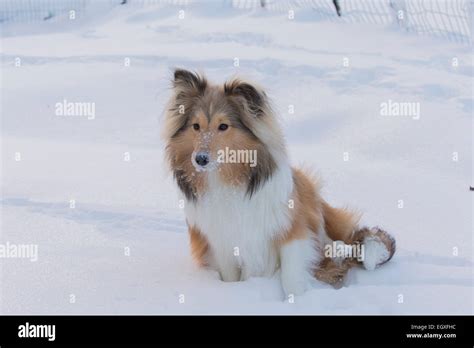 A 6 Month Old Very Cute Sheltie Puppy Sitting And Playing In The New