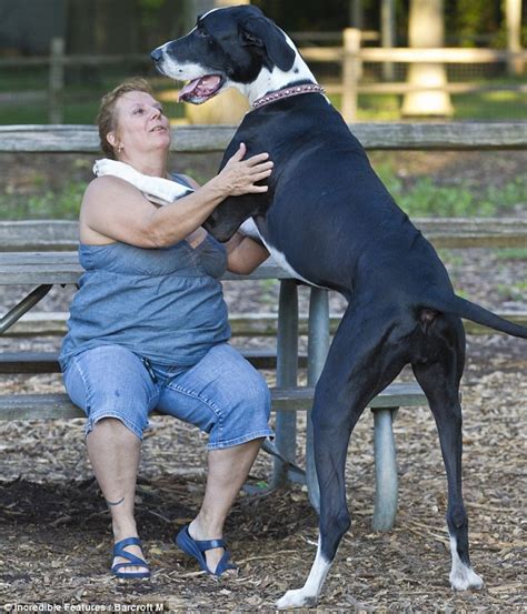 Take A Bow Wow Wow Nova The Great Dane Is Recognised As Worlds