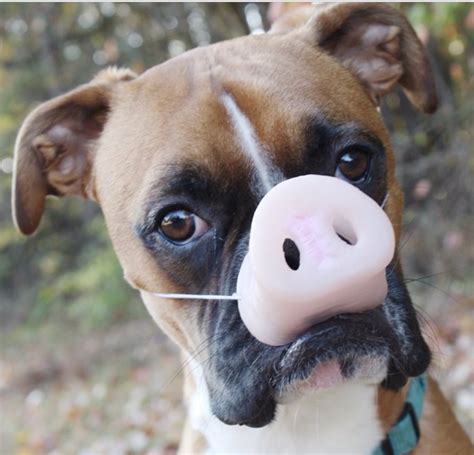 17 Best Halloween Costumes For Boxer Dogs Page 3 Of 5 The Paws