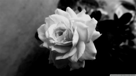 Black And White Rose Wallpaper 61 Images