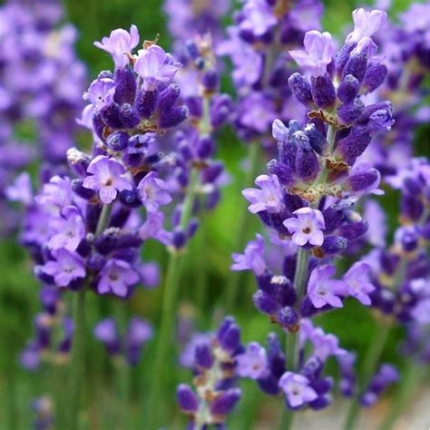 Now a purple flower bouquet is an impressive way to congratulate someone with a reached goal, birthday or any other holiday. Lavandula angustifolia 'Essence Purple' - Cowell's Garden ...