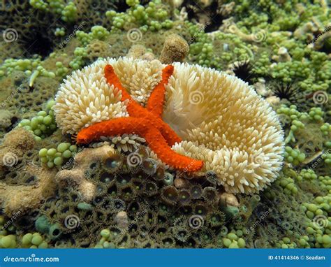 Underwater Comet Sea Star On A Sun Anemone Stock Photo Image Of