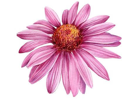 Pink Flower Echinacea On A White Background Watercolor Botanical