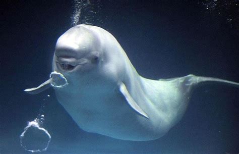 Beluga Whales Blowing Bubble Rings