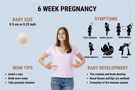 6 Weeks Pregnant Symptoms Ultrasound And Baby Development