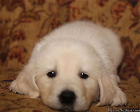 However free golden retrievers are a rarity as rescues usually charge a small. AKC GOLDEN RETRIEVER PUPPIES ~ ENGLISH CREAM for Sale in ...