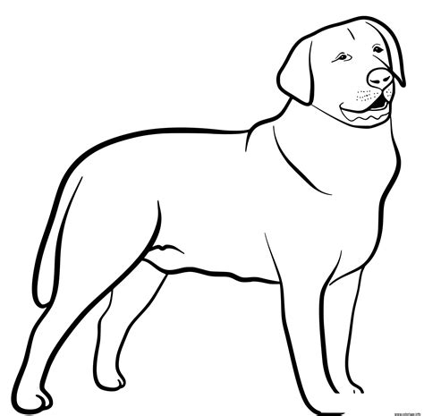Coloriage Labrador Retriever Dog Dessin Chien à Imprimer