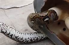 python bites thailand snake stuck terrifying encounter