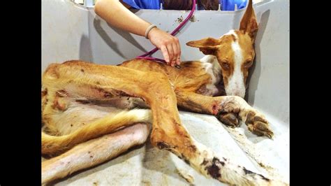 Female veterinarian doctor during the examination in veterinary clinic. Sweetest Dog found with her two front legs broken ...