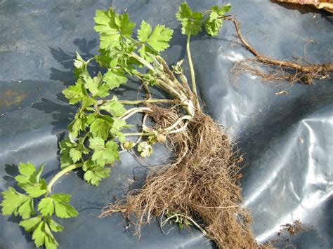 The mushrooms are the fruiting bodies of the fungi that are feeding on the decaying tree stump. mca: Good weed v's bad weed