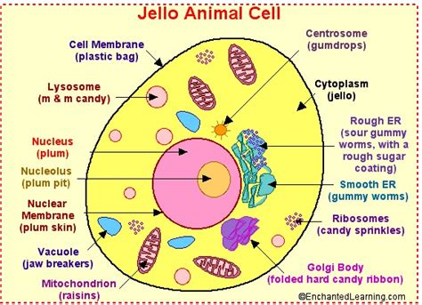 Maybe you would like to learn more about one of these? Parts of Animal Cell : Biological Science Picture ...