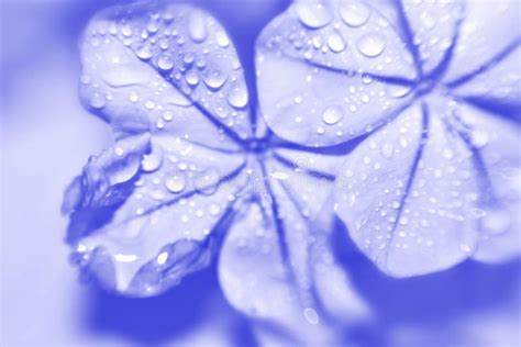 Beautiful Classic Blue Flower Water Drops On A Blue Flower Stock