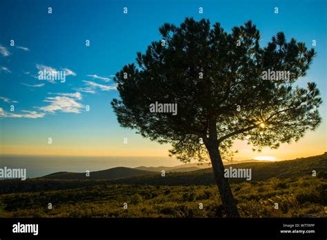 Aleppo Pine Pinus Halepensis Tree Hi Res Stock Photography And Images