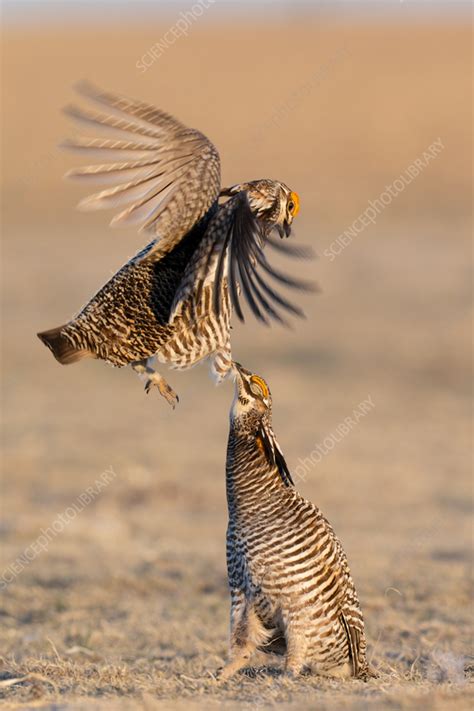 Greater Prairie Chickens During Mating Dance Stock Image C0584905 Science Photo Library