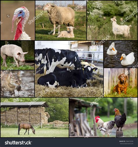 Collage Different Domestic Animals On Farm ภาพสต็อก 236473330