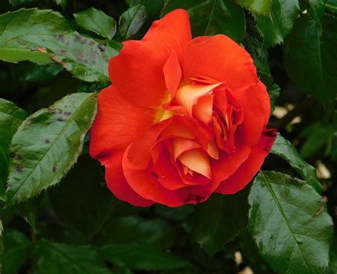 1 photo + texte perso. ipernity: Une belle rose rouge... - by Valeriane