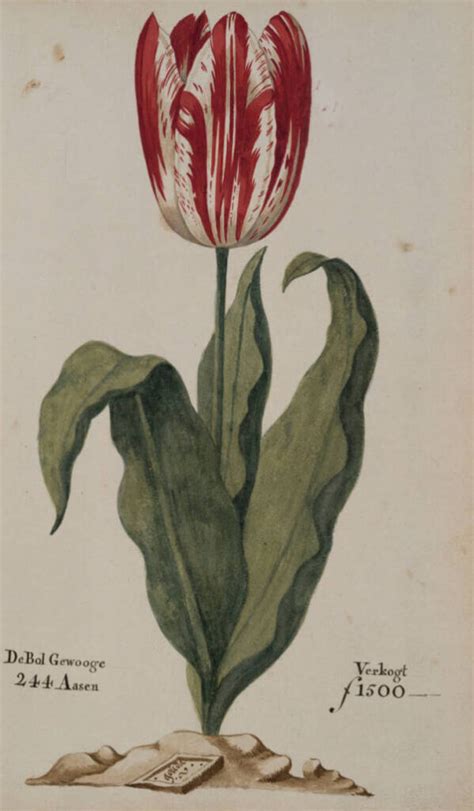 How Tulip Mania Created Historys First Financial Bubble
